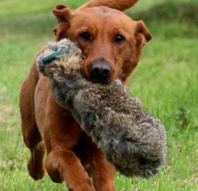 Name:  red lab.jpg
Views: 442
Size:  80.5 KB