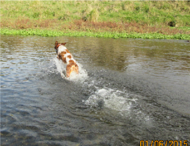 Name:  ledaholly1.6.jpg
Views: 147
Size:  161.6 KB