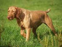 Name:  wire haired vizsla.png
Views: 332
Size:  59.2 KB