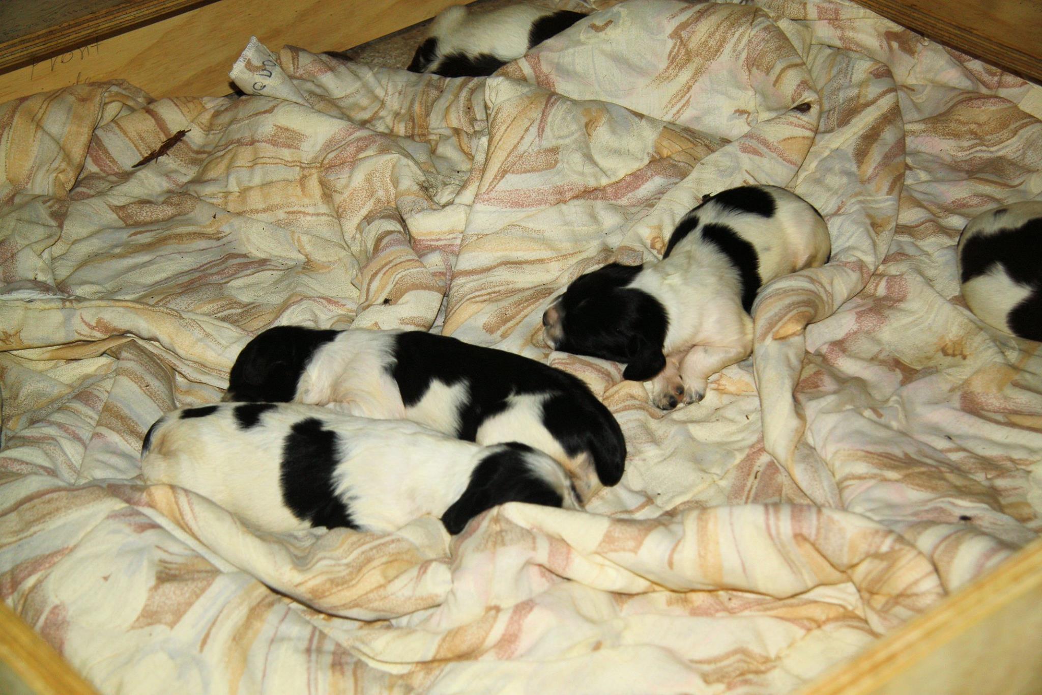 Name:  pups.jpg
Views: 222
Size:  340.2 KB