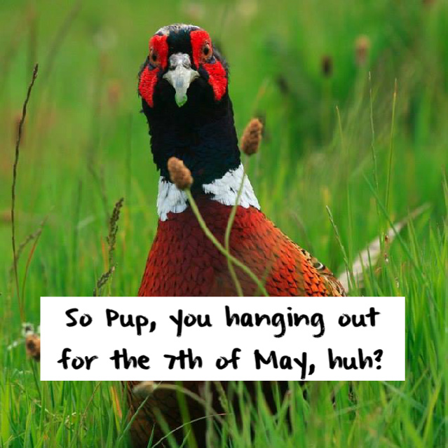 Name:  pheasant2512.jpg
Views: 425
Size:  164.0 KB