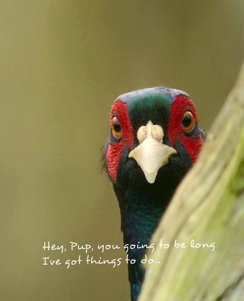 Name:  pheasant10.jpg
Views: 215
Size:  75.4 KB