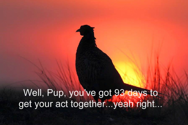 Name:  pheasant93days.jpg
Views: 198
Size:  89.2 KB