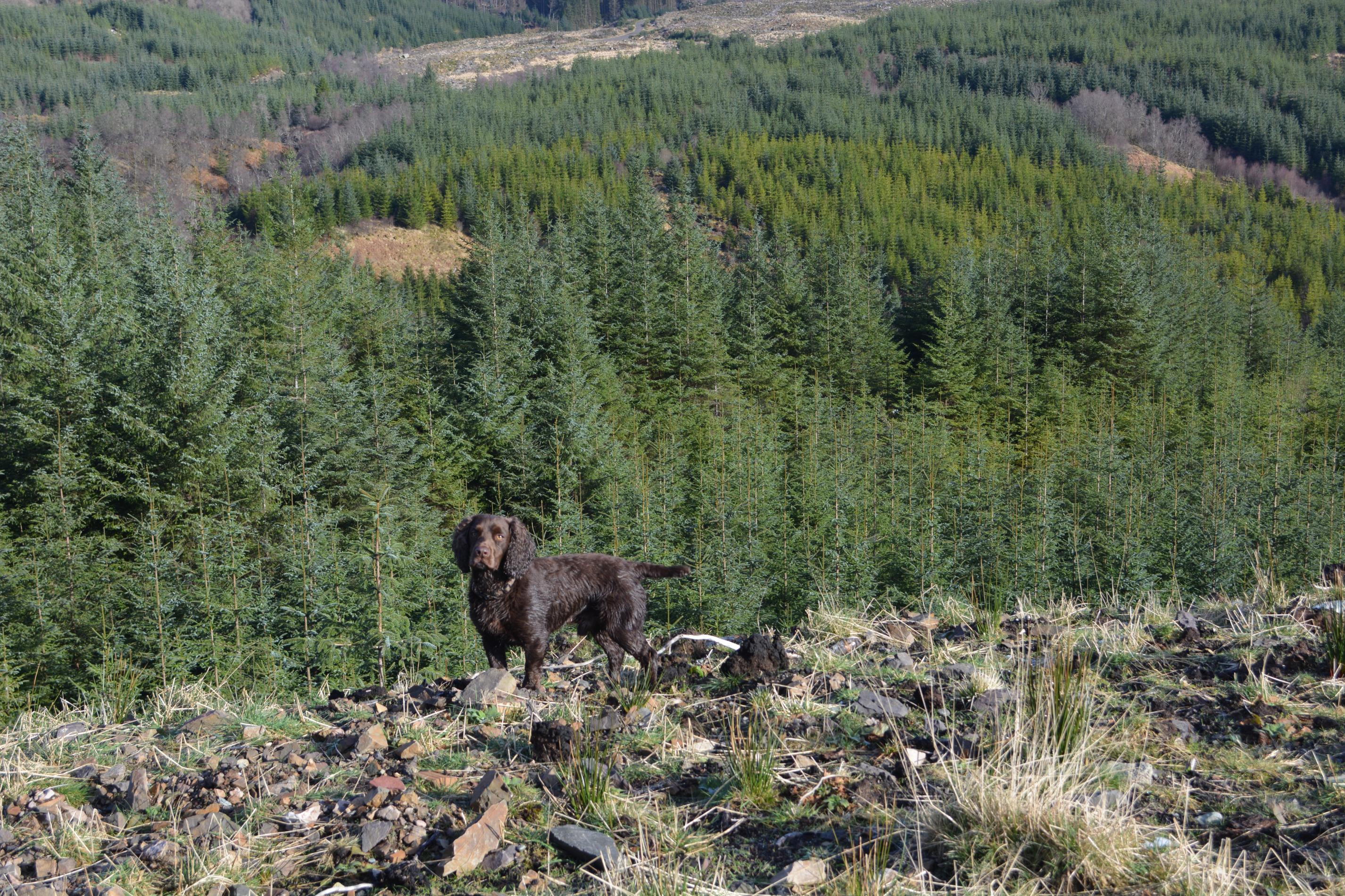 Name:  Dalavich Argyll & Bute 22-03-2014 116.jpg
Views: 728
Size:  1.31 MB