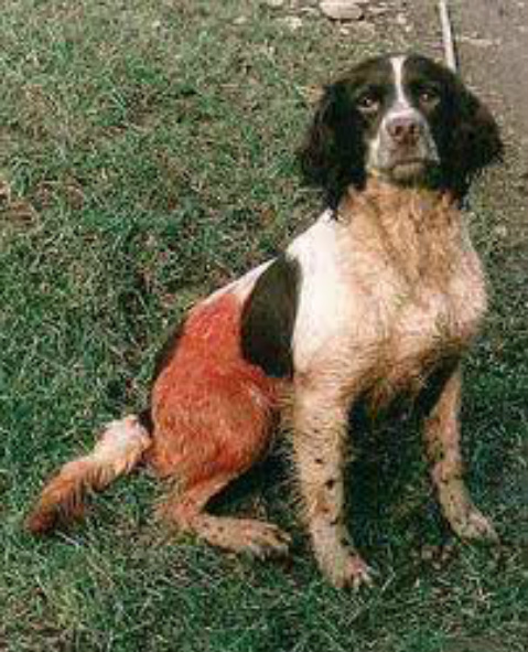 Name:  spanieltail.jpg
Views: 501
Size:  143.0 KB
