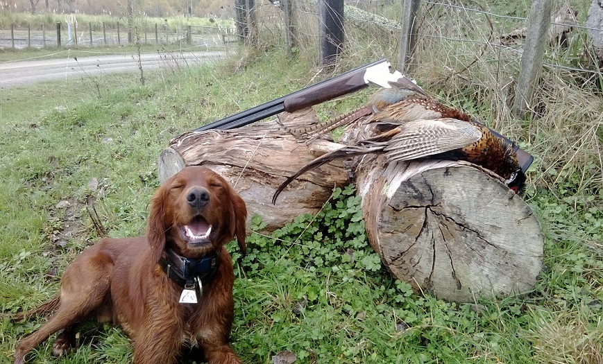 Name:  Brown dog.jpg
Views: 235
Size:  316.6 KB