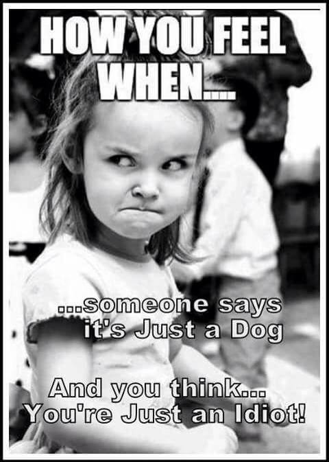 Name:  justadog1.jpg
Views: 211
Size:  45.8 KB