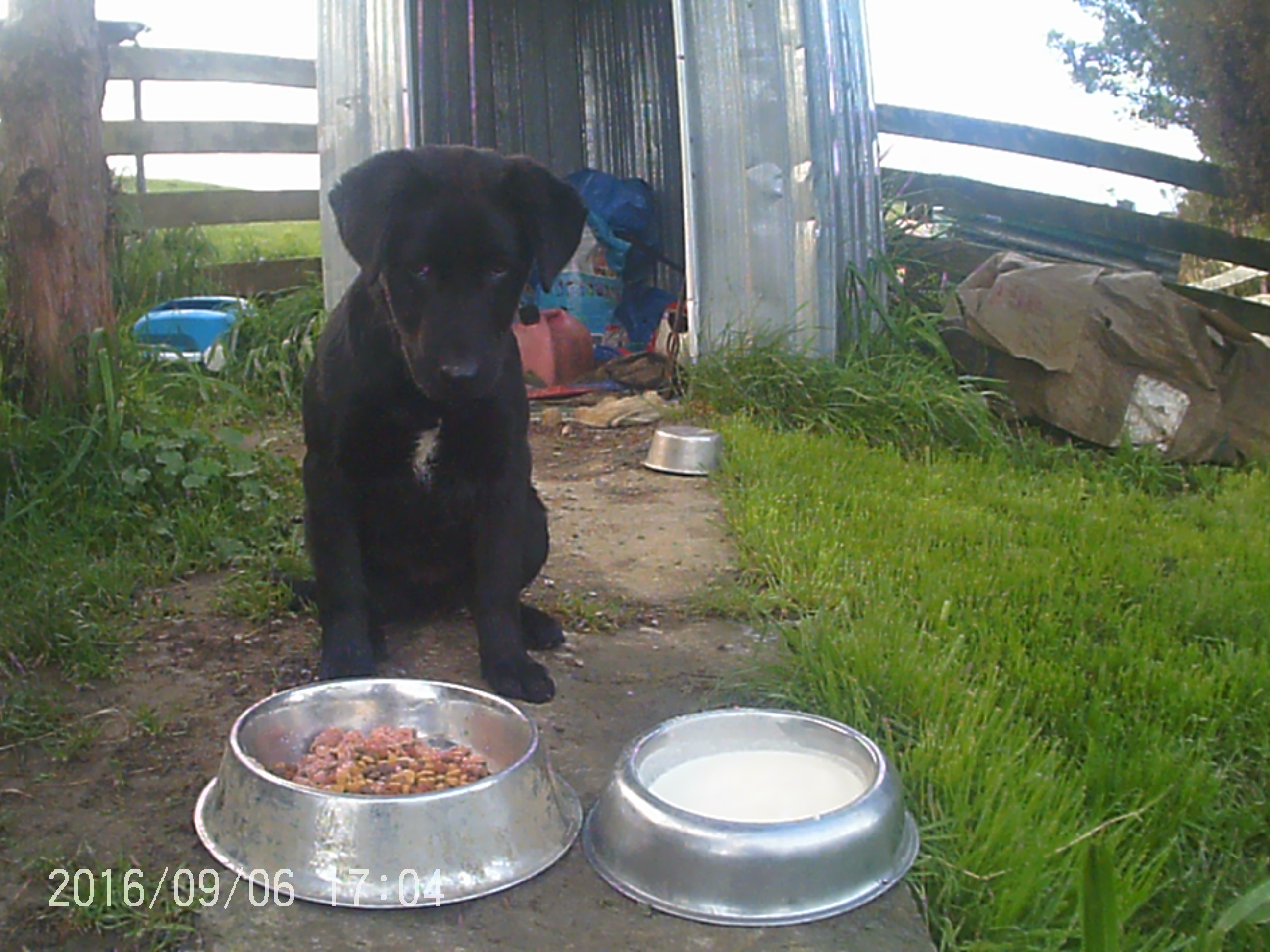 Name:  Ace (1).JPG
Views: 329
Size:  852.8 KB