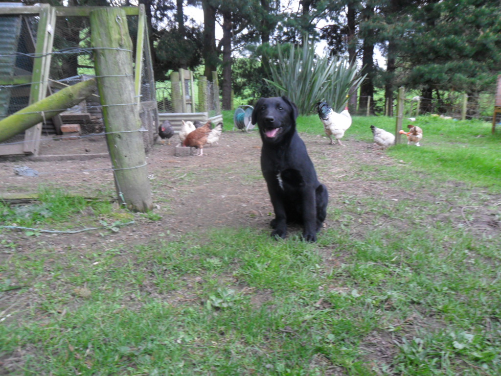 Name:  SAM_0043.JPG
Views: 248
Size:  439.6 KB