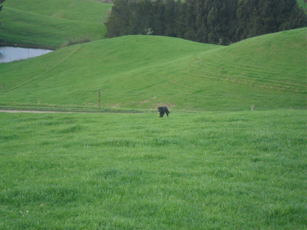 Name:  SAM_0004.JPG
Views: 221
Size:  341.3 KB