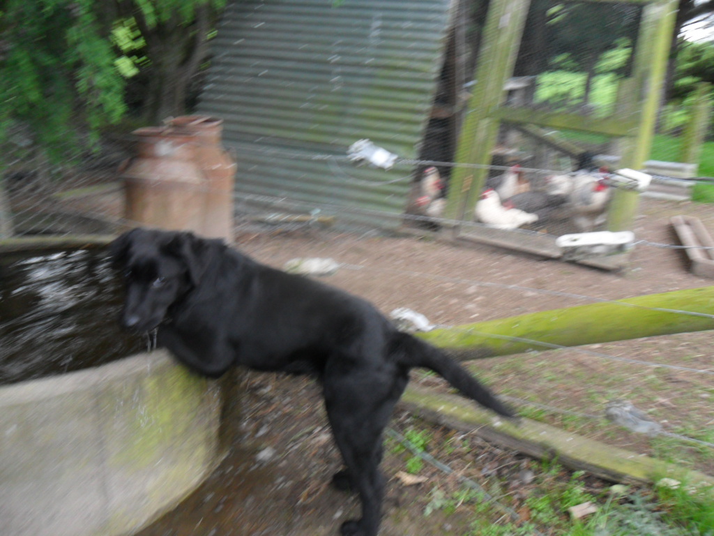 Name:  SAM_0035.JPG
Views: 229
Size:  402.5 KB