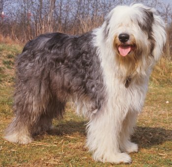 Name:  oldenglishsheepdogsf1.jpg
Views: 263
Size:  35.1 KB