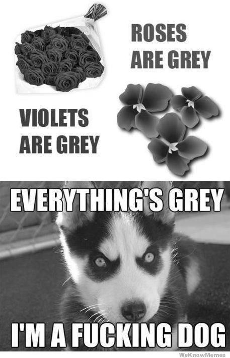 Name:  everythings-grey-im-a-fucking-dog.jpg
Views: 730
Size:  53.8 KB