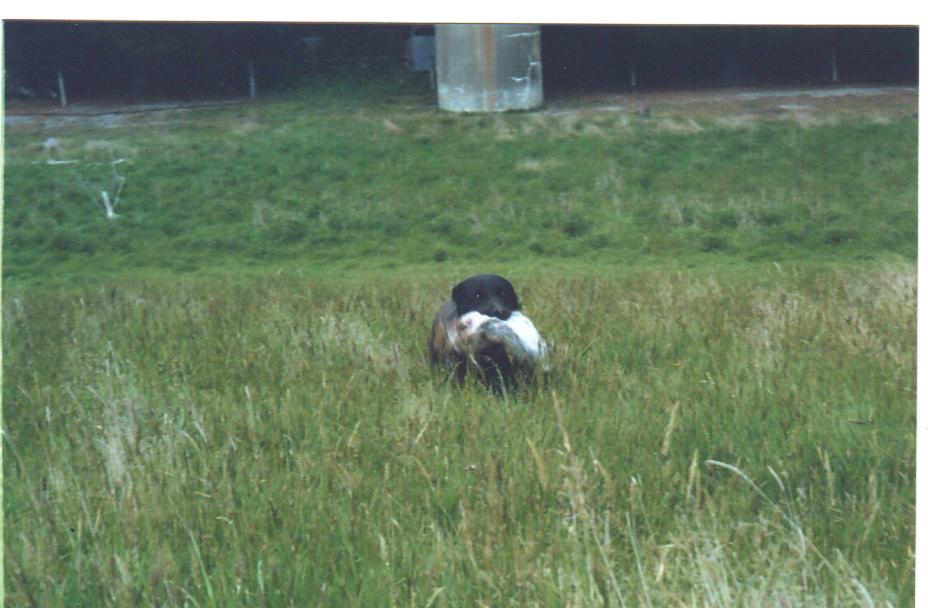 Name:  Che' with rabbit Andrew Browns Waianak,2005.jpg
Views: 306
Size:  72.2 KB