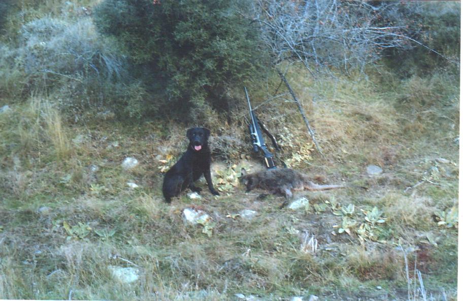 Name:  Che and Tikka 7mm-08 Eric Ross' 2005.jpg
Views: 377
Size:  106.2 KB
