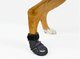 Name:  dog in shoes.jpg
Views: 958
Size:  1.3 KB