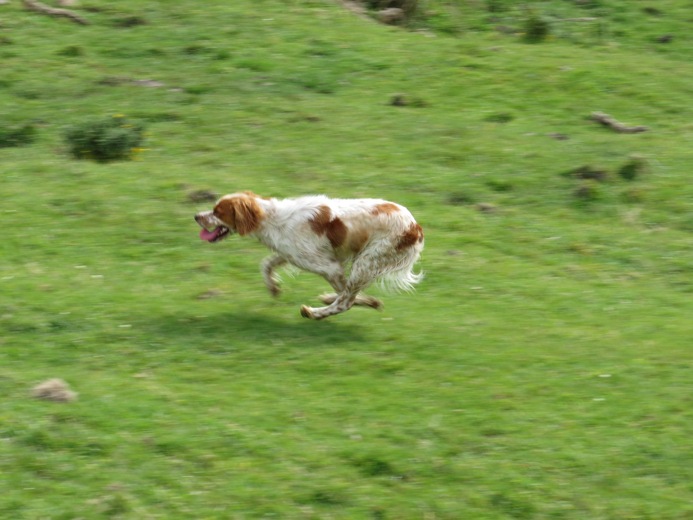 Name:  Maggie.jpg
Views: 885
Size:  377.9 KB