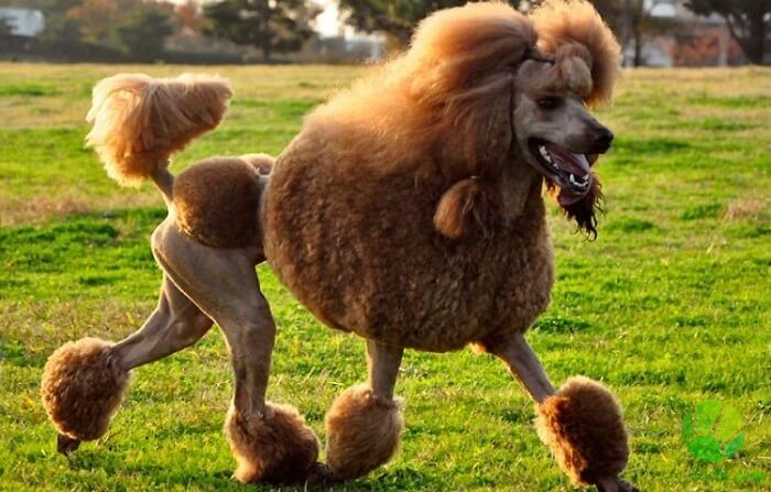 Name:  HaircutsforPoodles2.jpg
Views: 564
Size:  90.9 KB