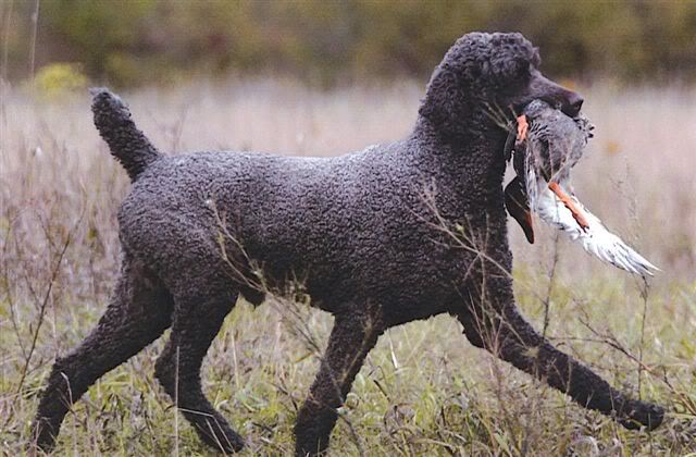 Name:  Poodle.jpg
Views: 681
Size:  62.5 KB