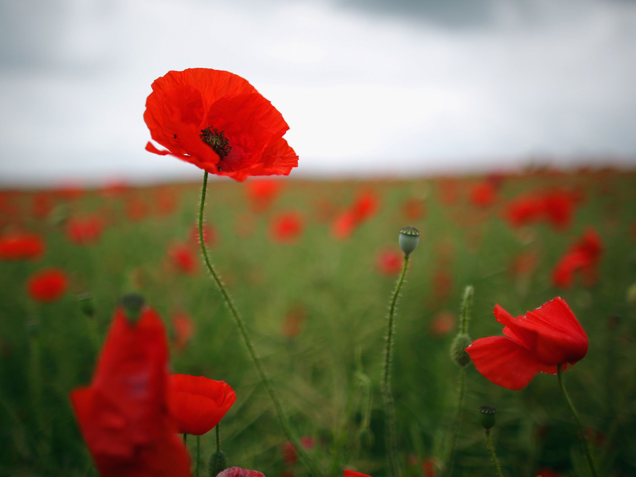 Name:  Poppyv2.jpg
Views: 254
Size:  162.2 KB