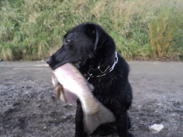 Name:  picture 01 2522.jpg
Views: 219
Size:  163.9 KB