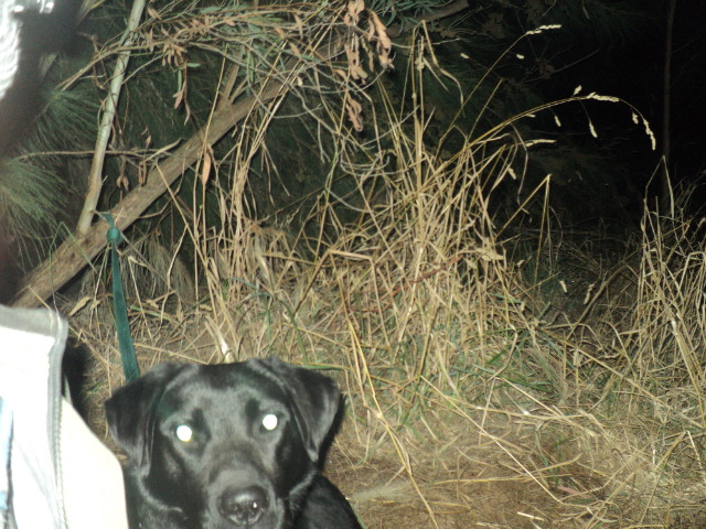 Name:  picture 01 3079.jpg
Views: 439
Size:  164.8 KB