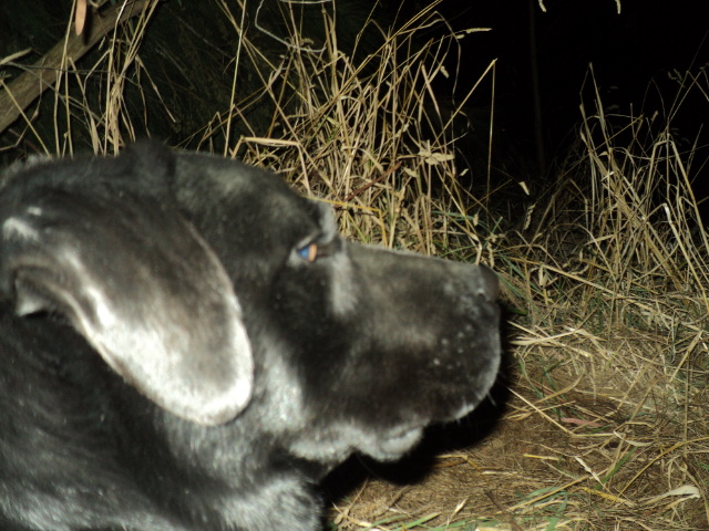 Name:  picture 01 3081.jpg
Views: 472
Size:  164.1 KB