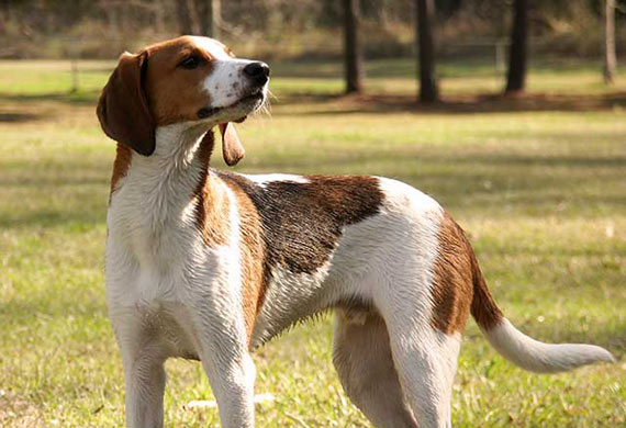 Name:  Treeing-walker-coonhound-standing-MD.jpg
Views: 574
Size:  53.9 KB