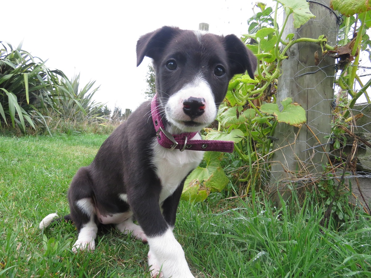 Name:  Lily 22 4 2019.jpg
Views: 662
Size:  521.3 KB