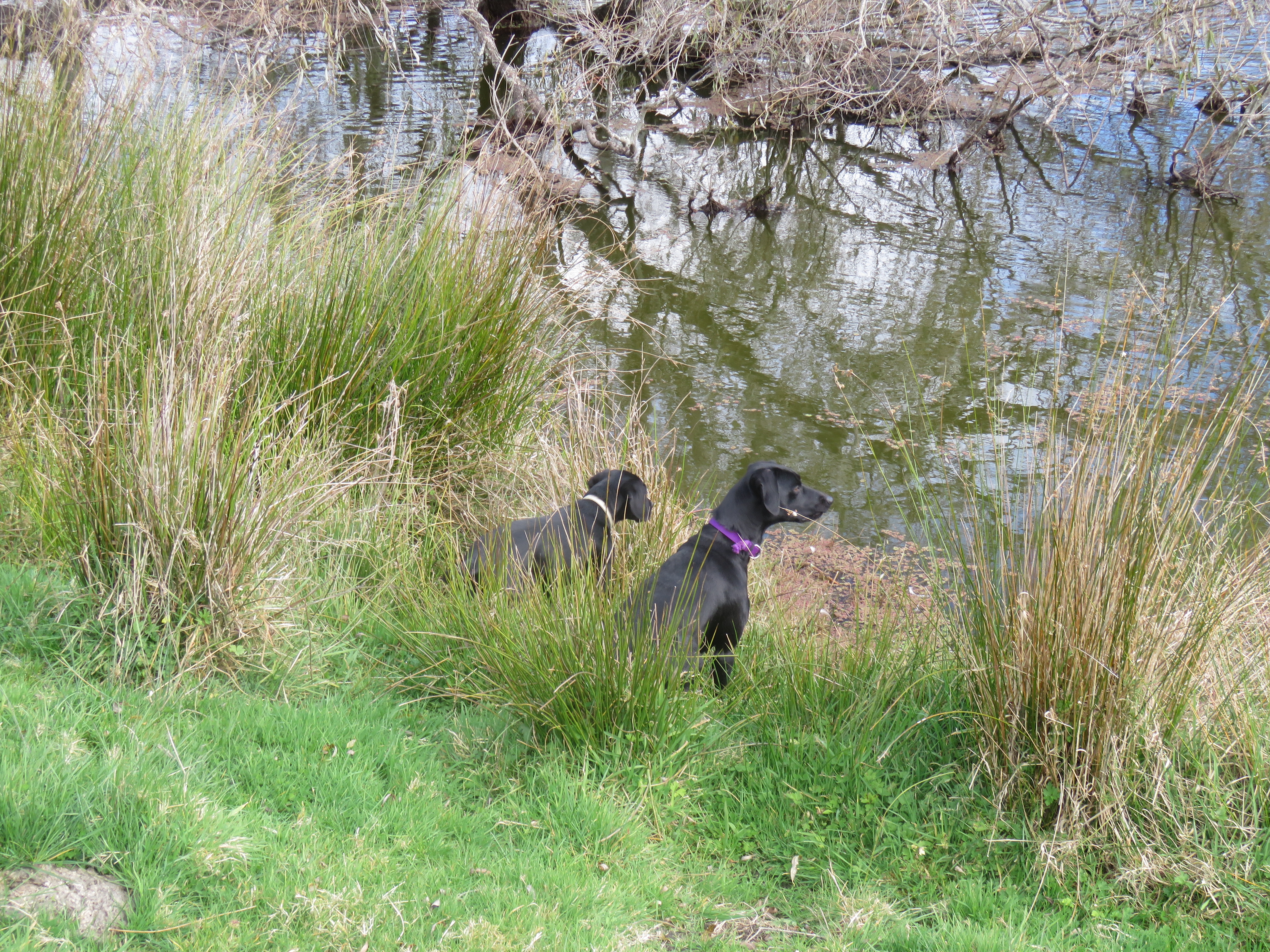 Name:  IMG_1687.JPG
Views: 421
Size:  7.96 MB