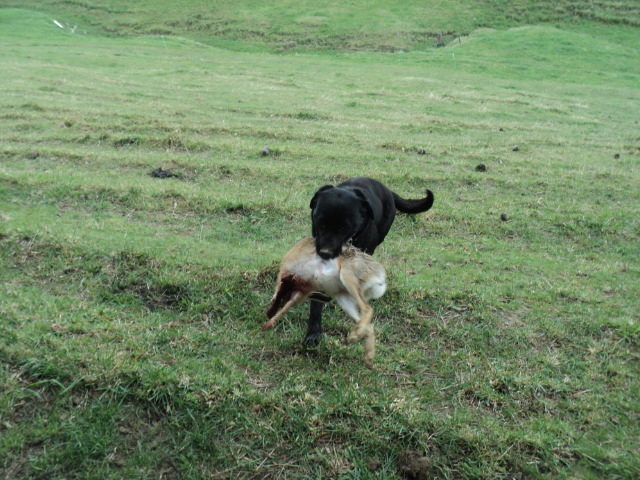 Name:  picture 01 4132.jpg
Views: 385
Size:  163.2 KB