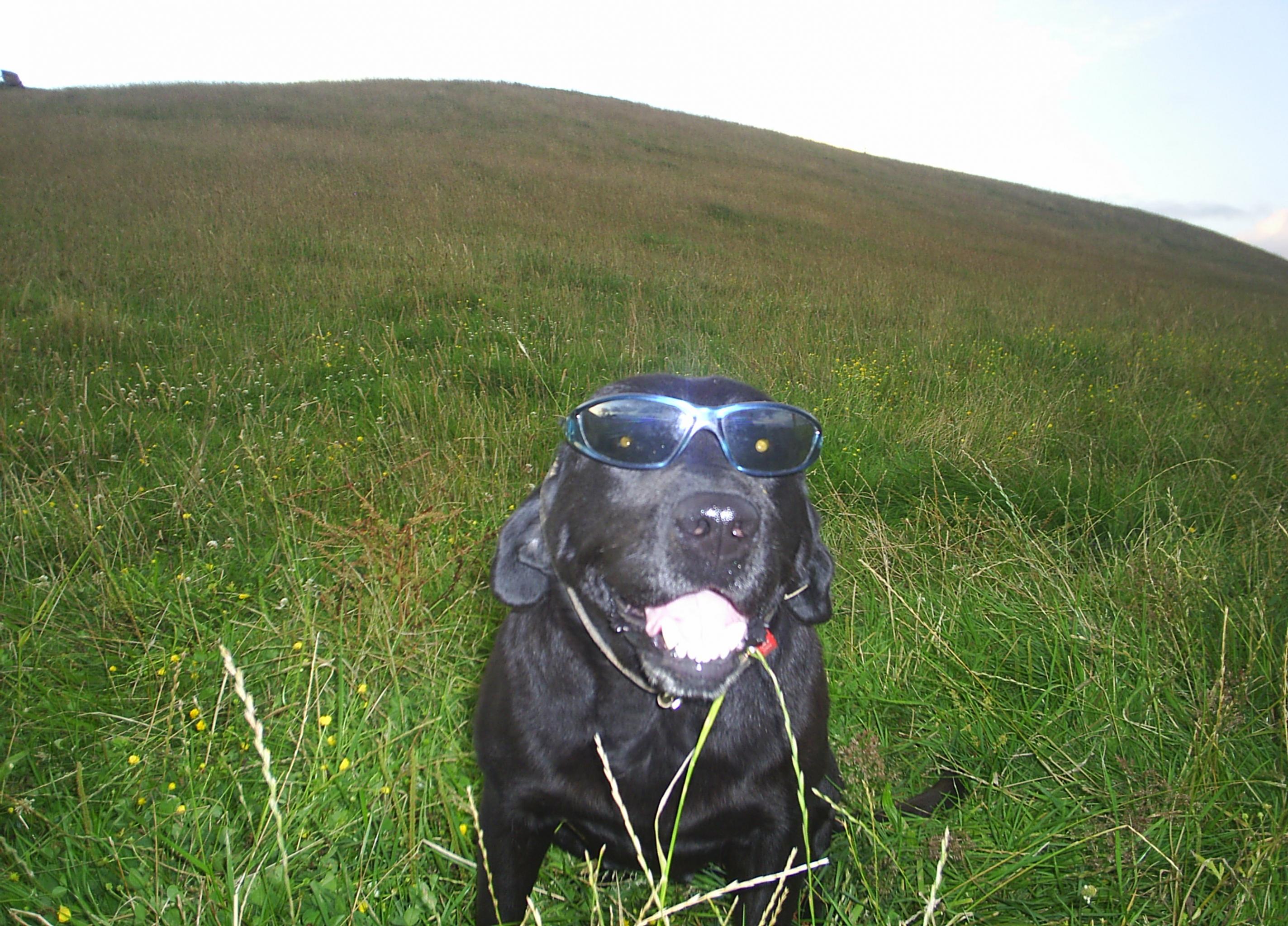 Name:  dog6.jpg
Views: 427
Size:  766.9 KB