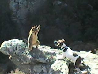 Name:  patch possum.jpg
Views: 541
Size:  16.5 KB