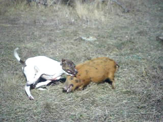 Name:  SAM_0177_20120811-19190632.jpg
Views: 595
Size:  25.0 KB
