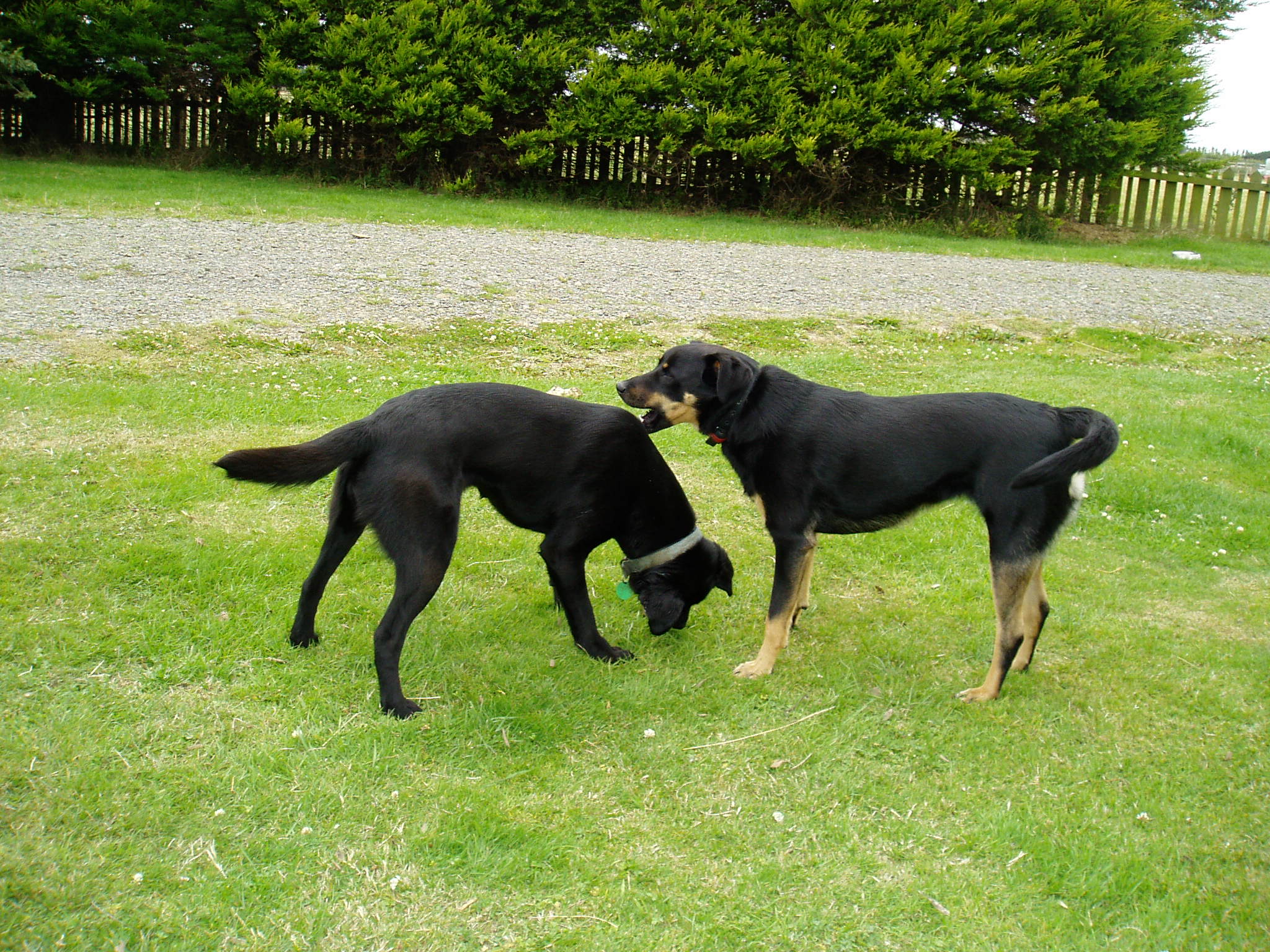 Name:  Gypsy and Ruby-14.JPG
Views: 232
Size:  681.9 KB