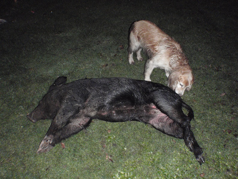 Name:  Pig.JPG
Views: 440
Size:  264.4 KB