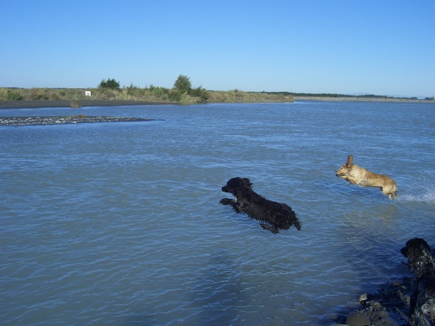 Name:  Dogs in river 9-1-2011 055.JPG
Views: 519
Size:  125.7 KB