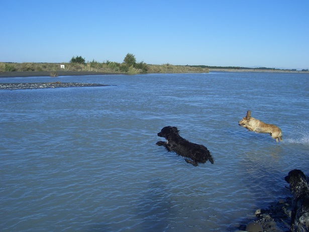 Name:  Dogs in river 9-1-2011 055.JPG
Views: 448
Size:  125.7 KB