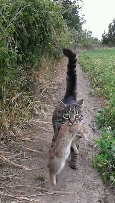 Name:  Cat.jpg
Views: 509
Size:  135.7 KB