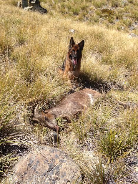 Name:  Stanley finds Tahr.jpg
Views: 380
Size:  99.6 KB