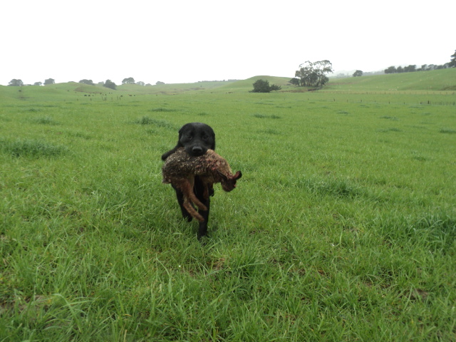 Name:  picture 01 4225.jpg
Views: 317
Size:  165.1 KB
