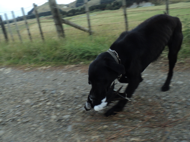 Name:  picture 01 074.jpg
Views: 315
Size:  164.9 KB