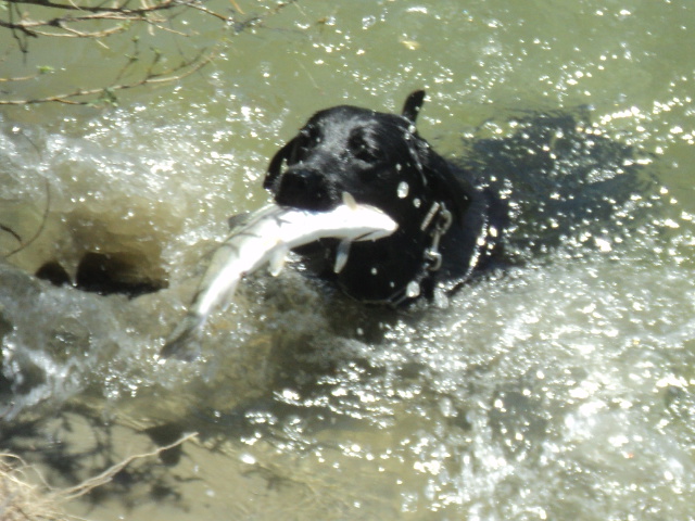 Name:  picture 01 2479.jpg
Views: 323
Size:  164.5 KB