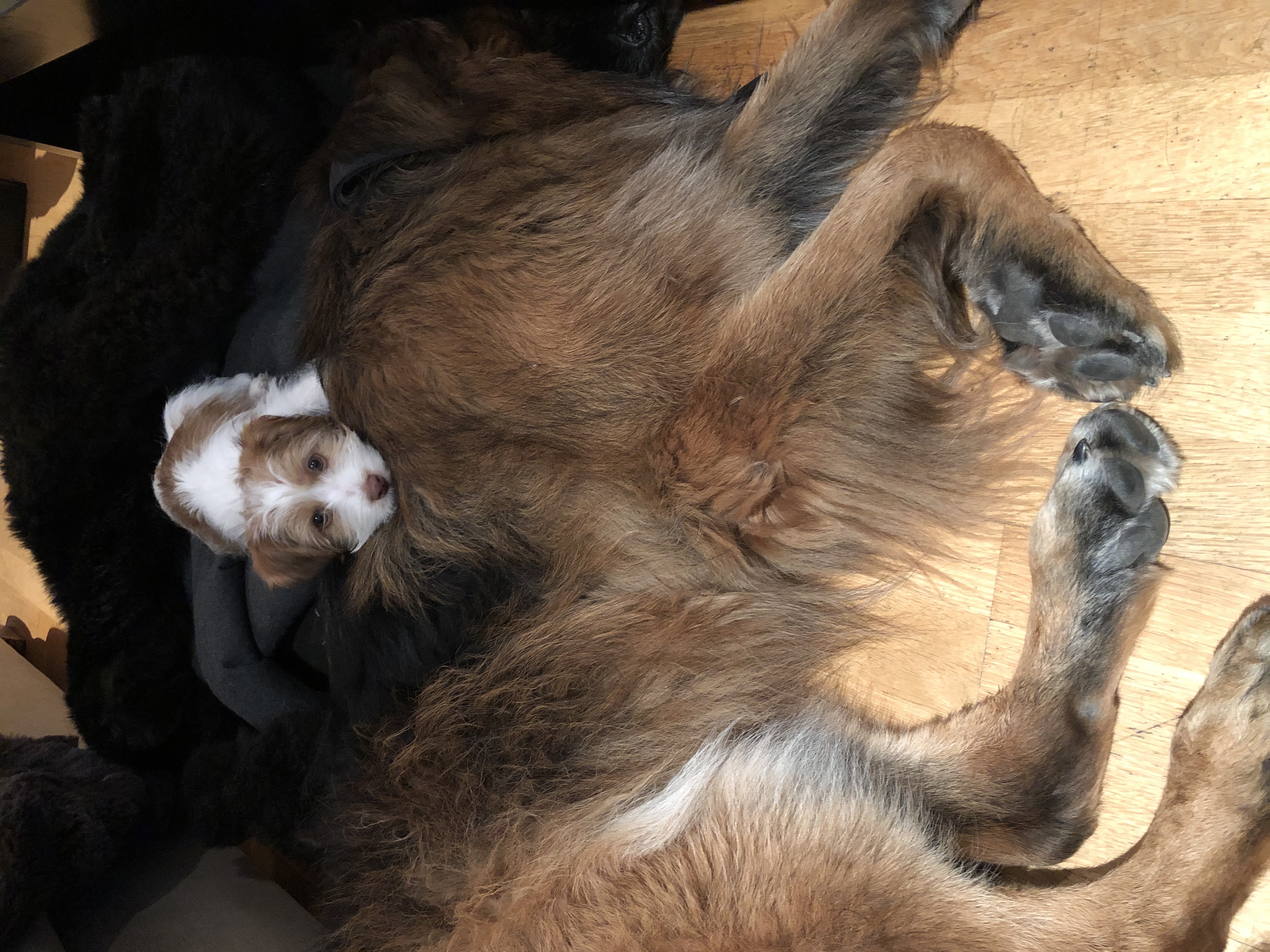 Name:  German Shepherd bean bag.jpg
Views: 253
Size:  2.68 MB