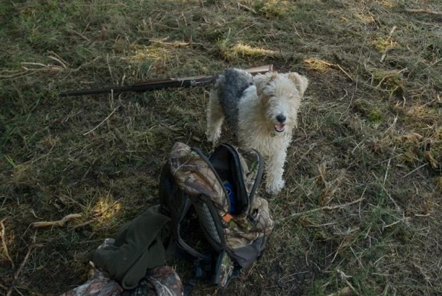 fox terrier hunting