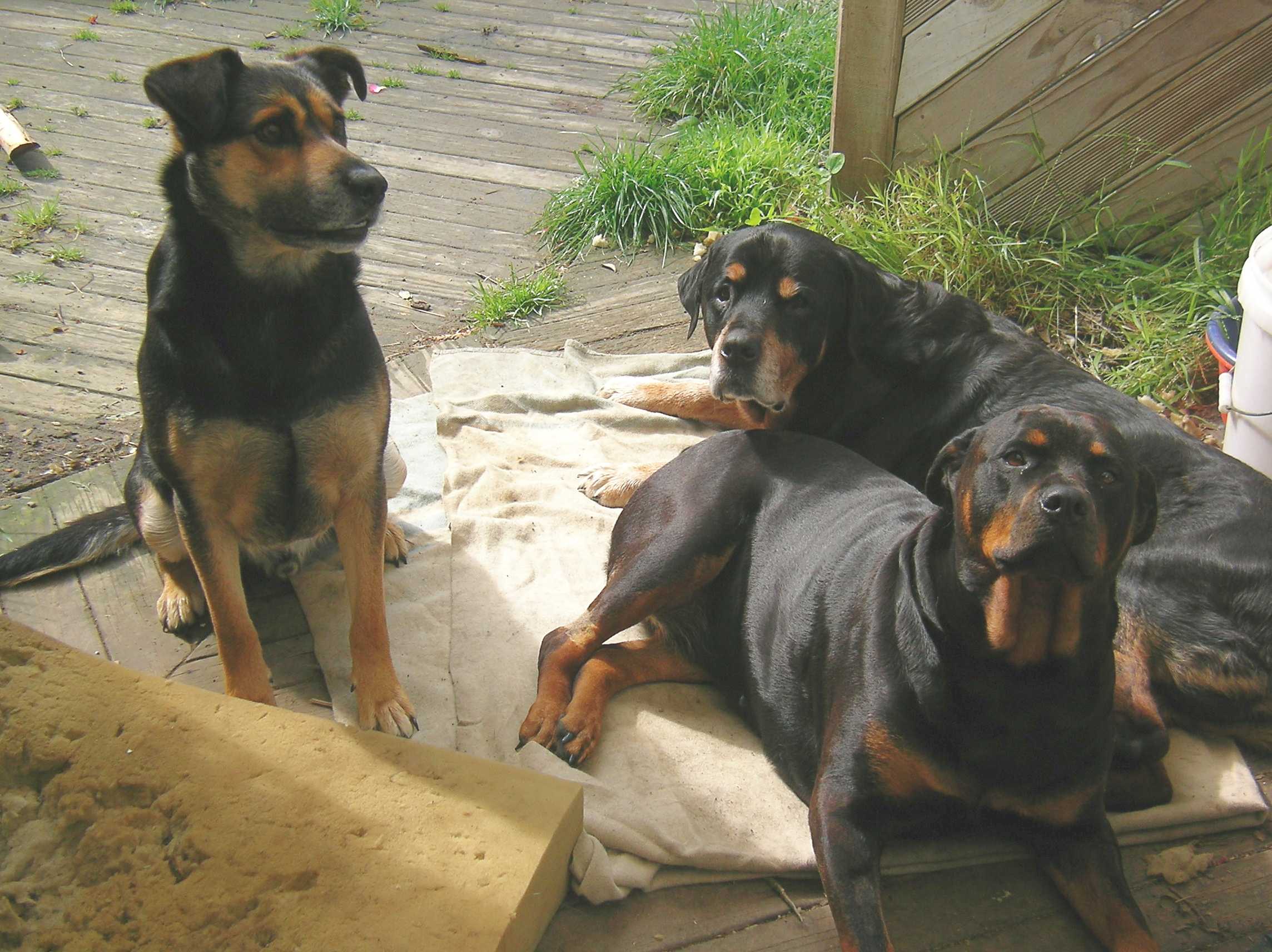Name:  3muttlies.jpg
Views: 406
Size:  333.7 KB