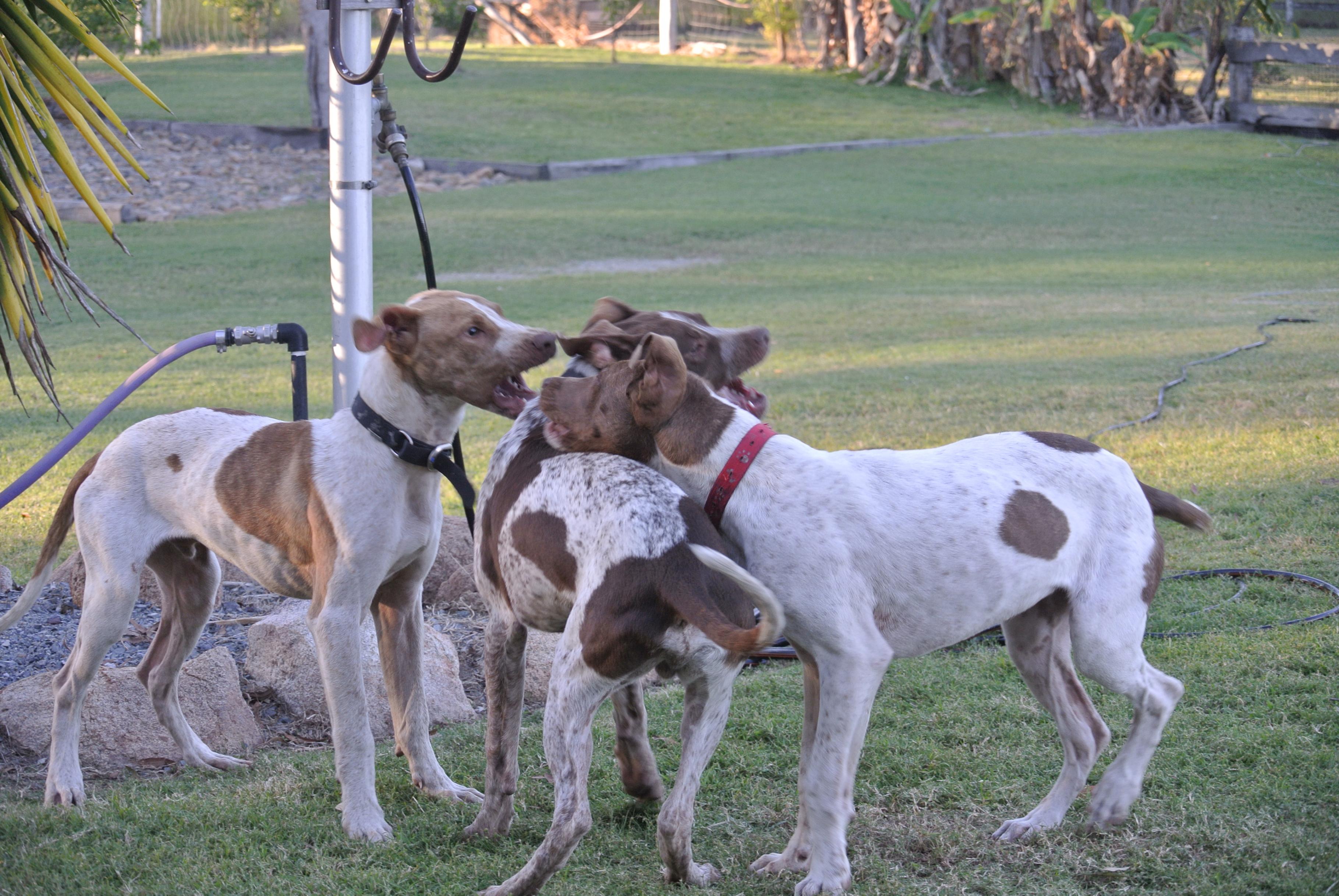 Name:  DSC_1474.jpg
Views: 913
Size:  996.0 KB