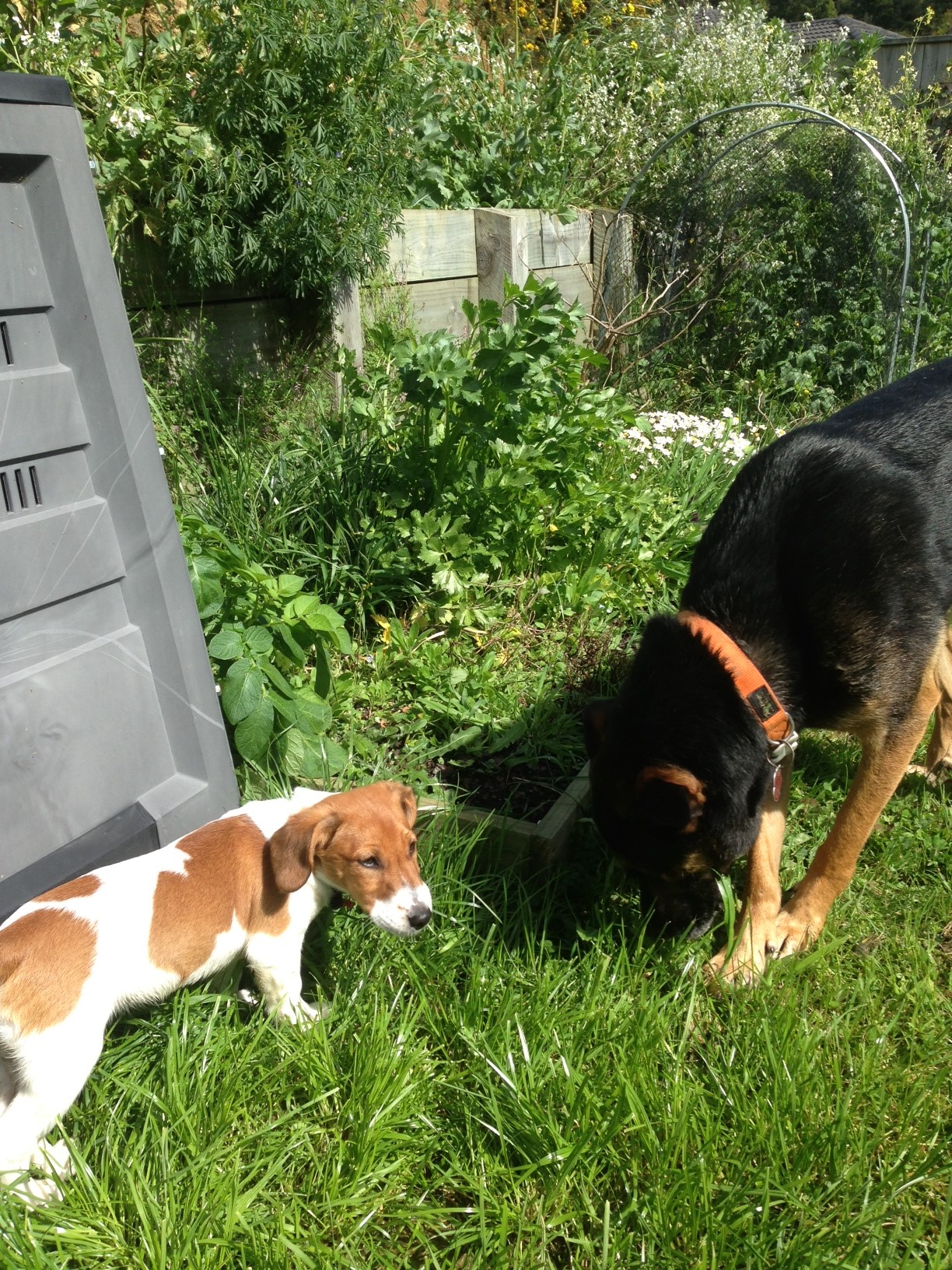 Name:  pup2.JPG
Views: 492
Size:  855.7 KB