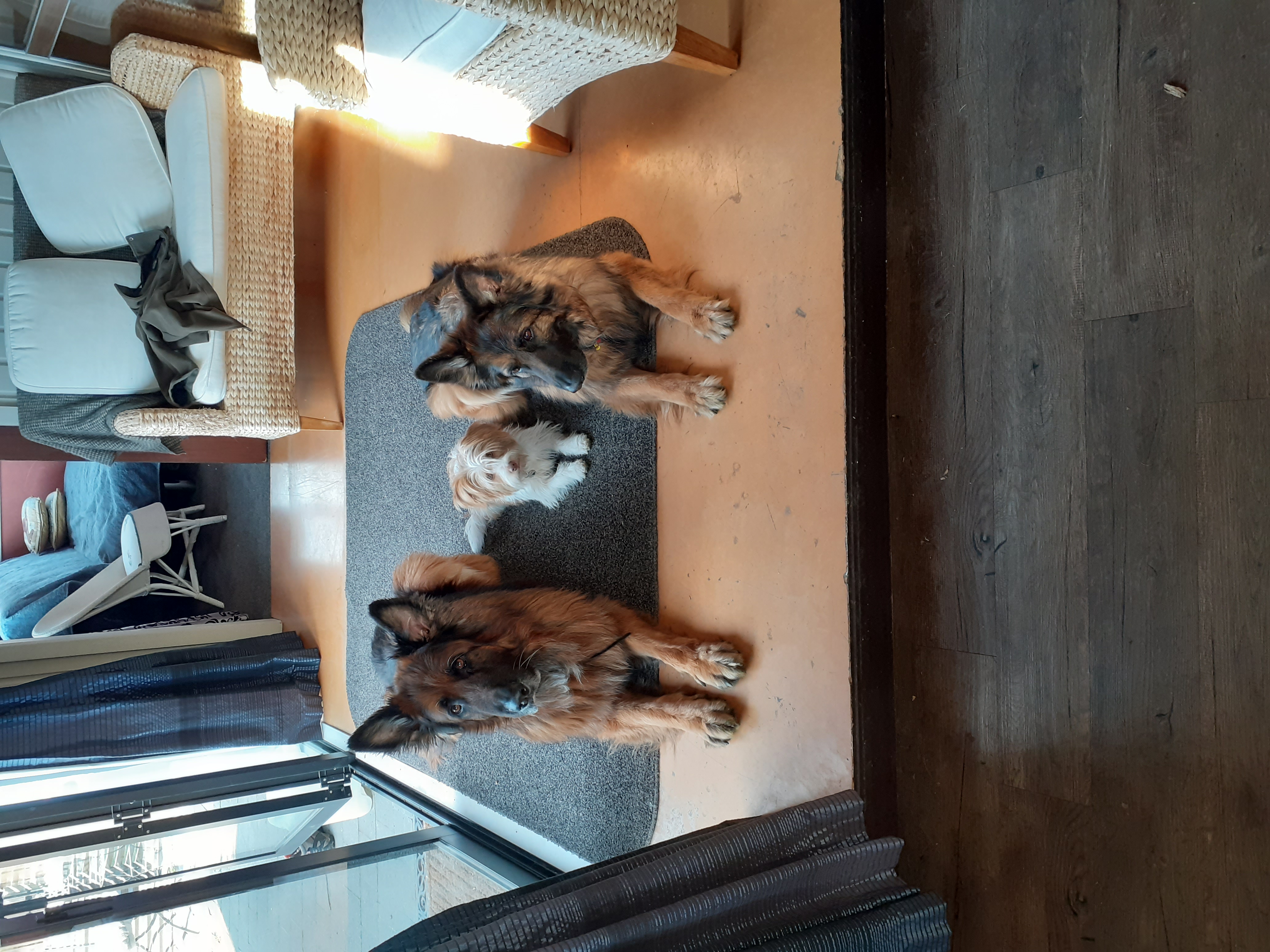 Name:  Puppy is learming from the big dogs.jpg
Views: 692
Size:  2.78 MB