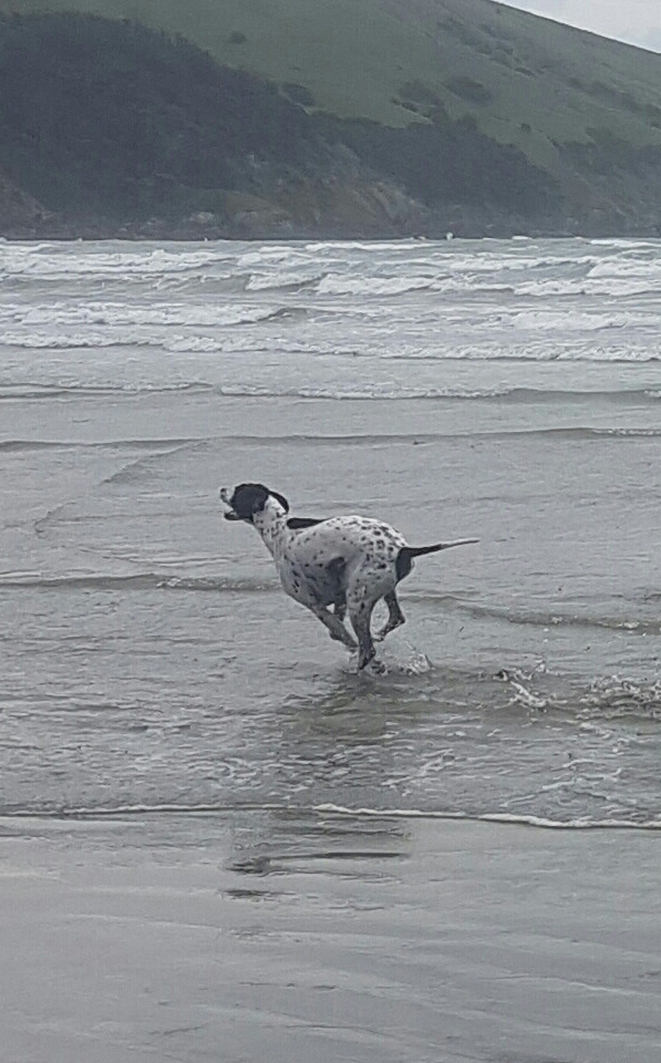 Name:  Chester.jpg
Views: 462
Size:  398.7 KB